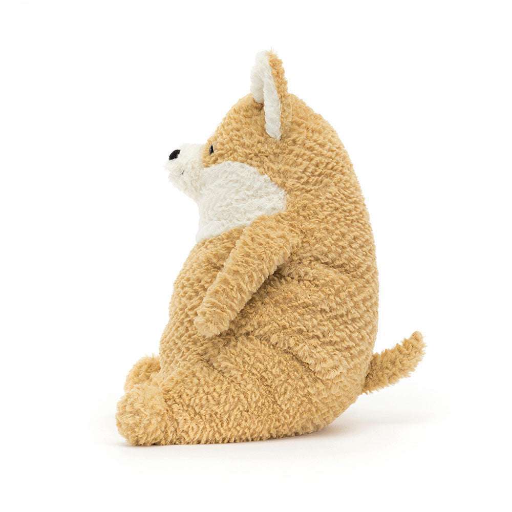 Amore Corgi - Caitly